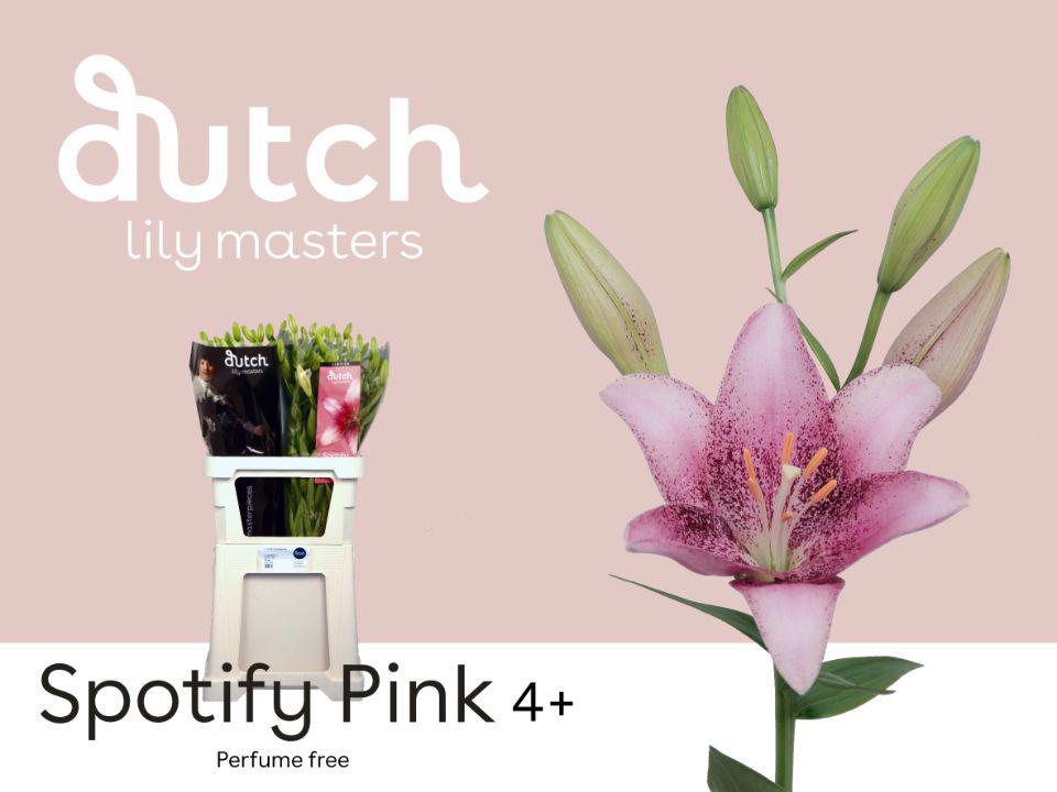 10x Lil.spotify pink la 80cm