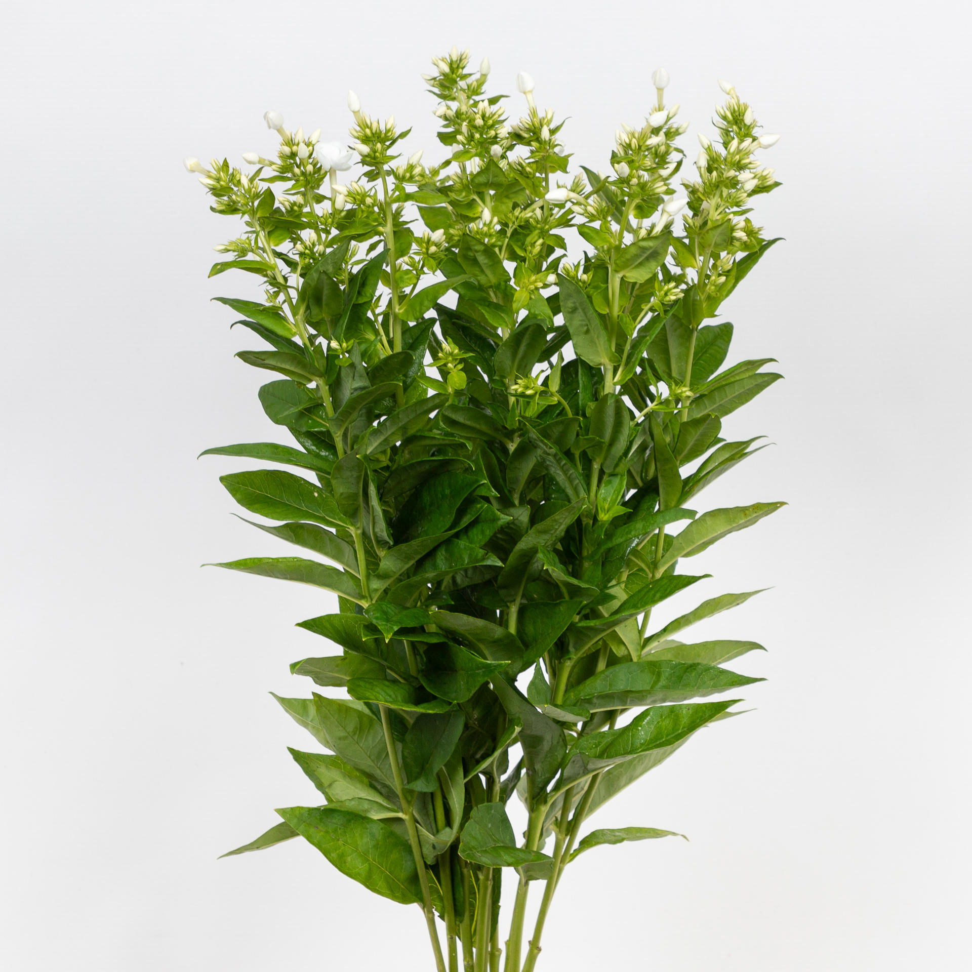 20x Phlox danielle 60cm