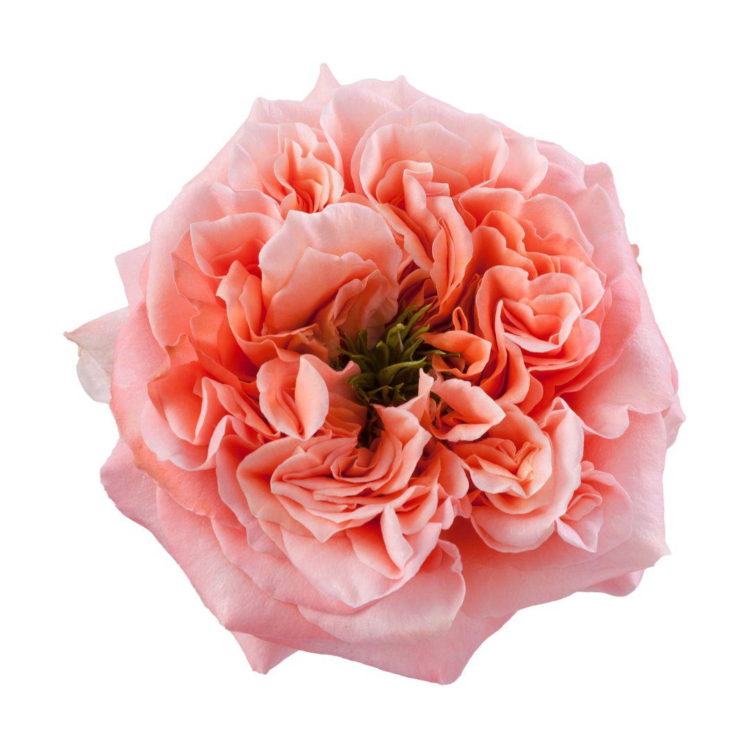 10x Rosa mandarin x-pression 50cm