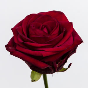 10x Rosa red naomi! 50cm