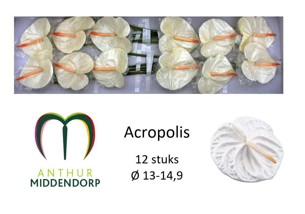 12x Anth.acropolis 10cm