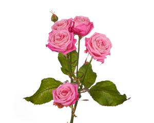 10x Rosa sweet bubbles + 50cm