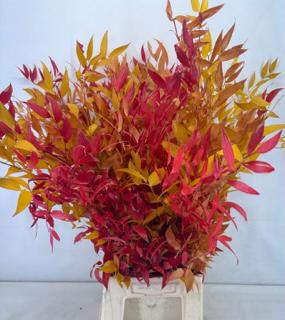 5x Dc ruscus gestabiliseerd herfst 60cm