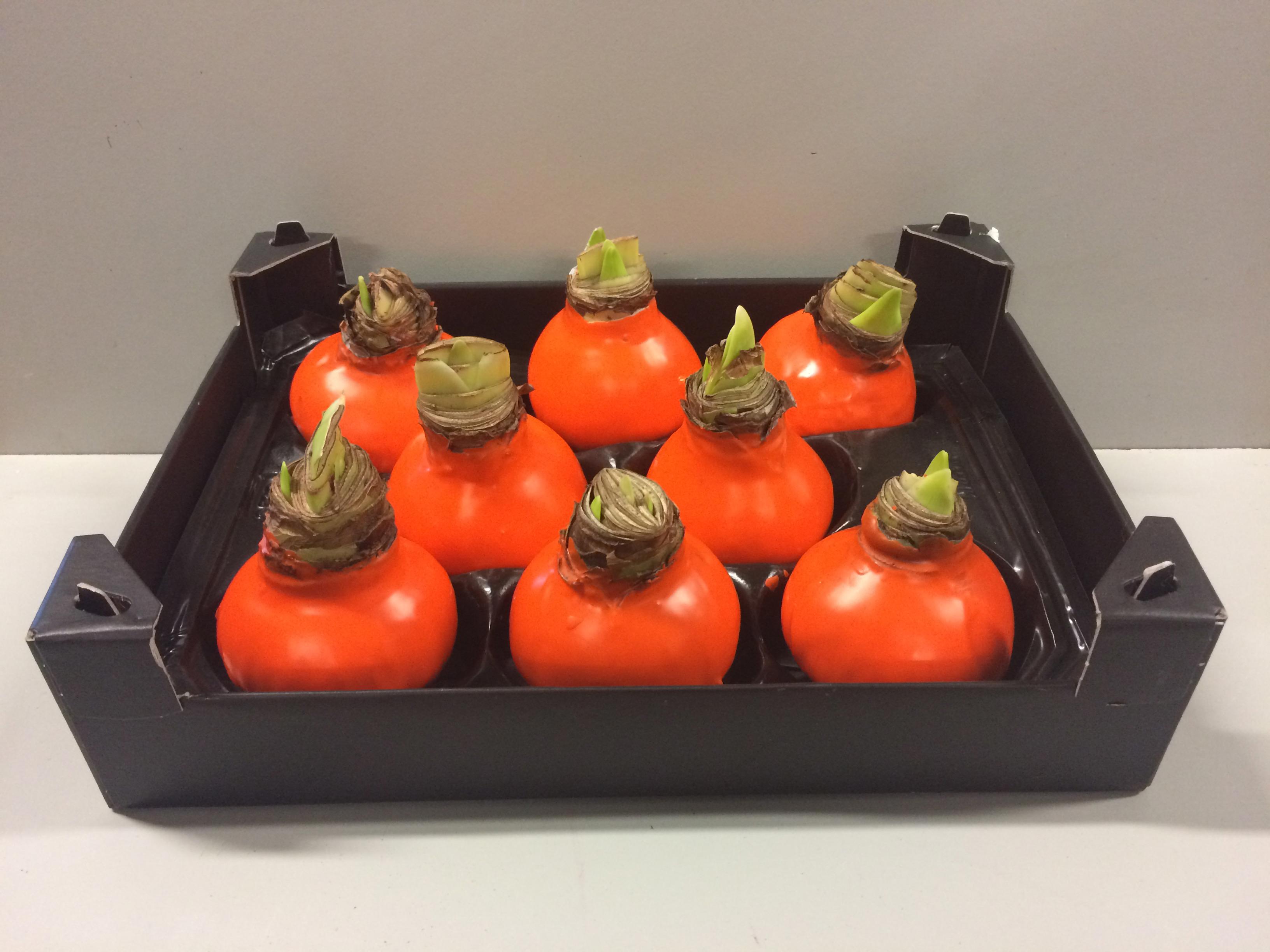 8x Dc wax hipp.oranje