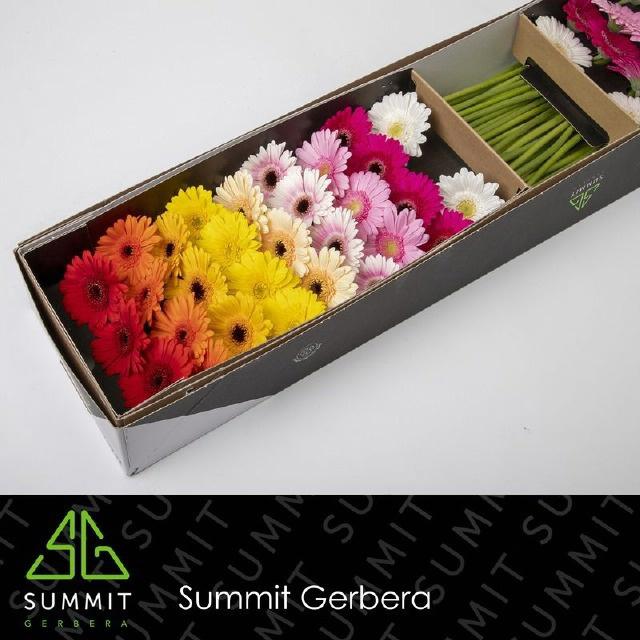 60x Germ.mix var.op rij 40cm