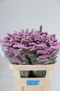 25x Lim.st.fantasia wings 60cm