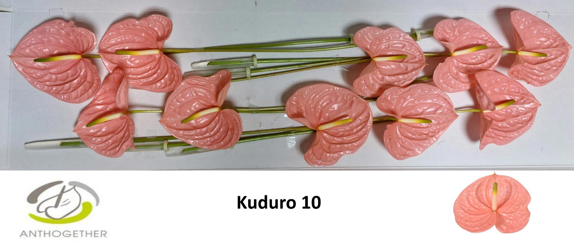 10x Anth.kuduro 10cm