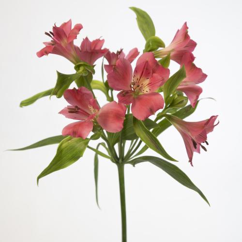 10x Alstroemeria tania 70cm