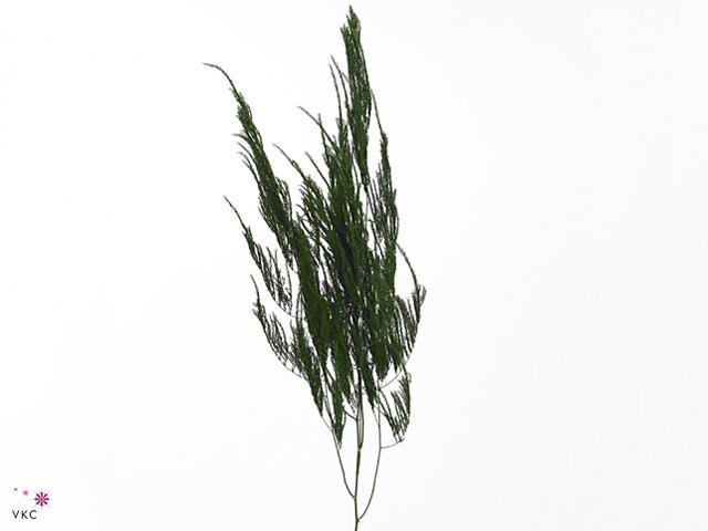 50x Aspar.pyramidalis 80cm