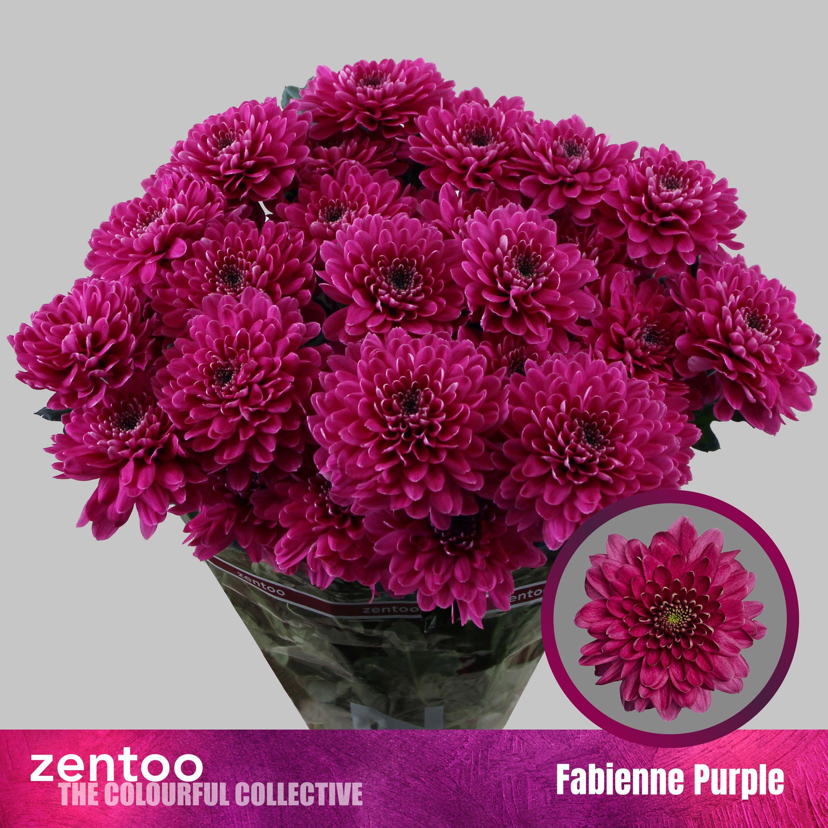 10x Chrysant fabienne purple 70cm