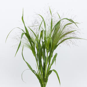 1x Gs panicum fountain 50cm