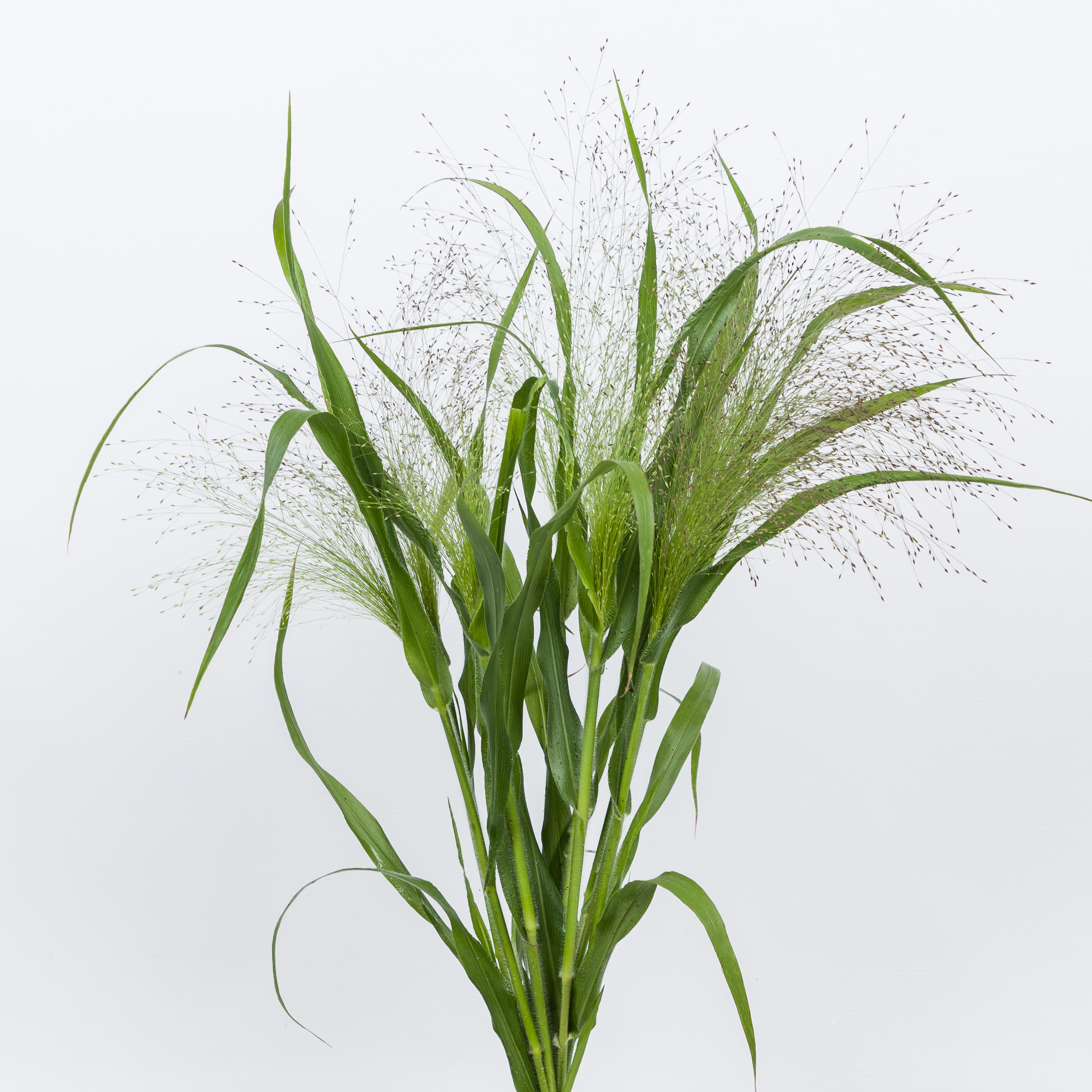1x Gs panicum fountain 50cm