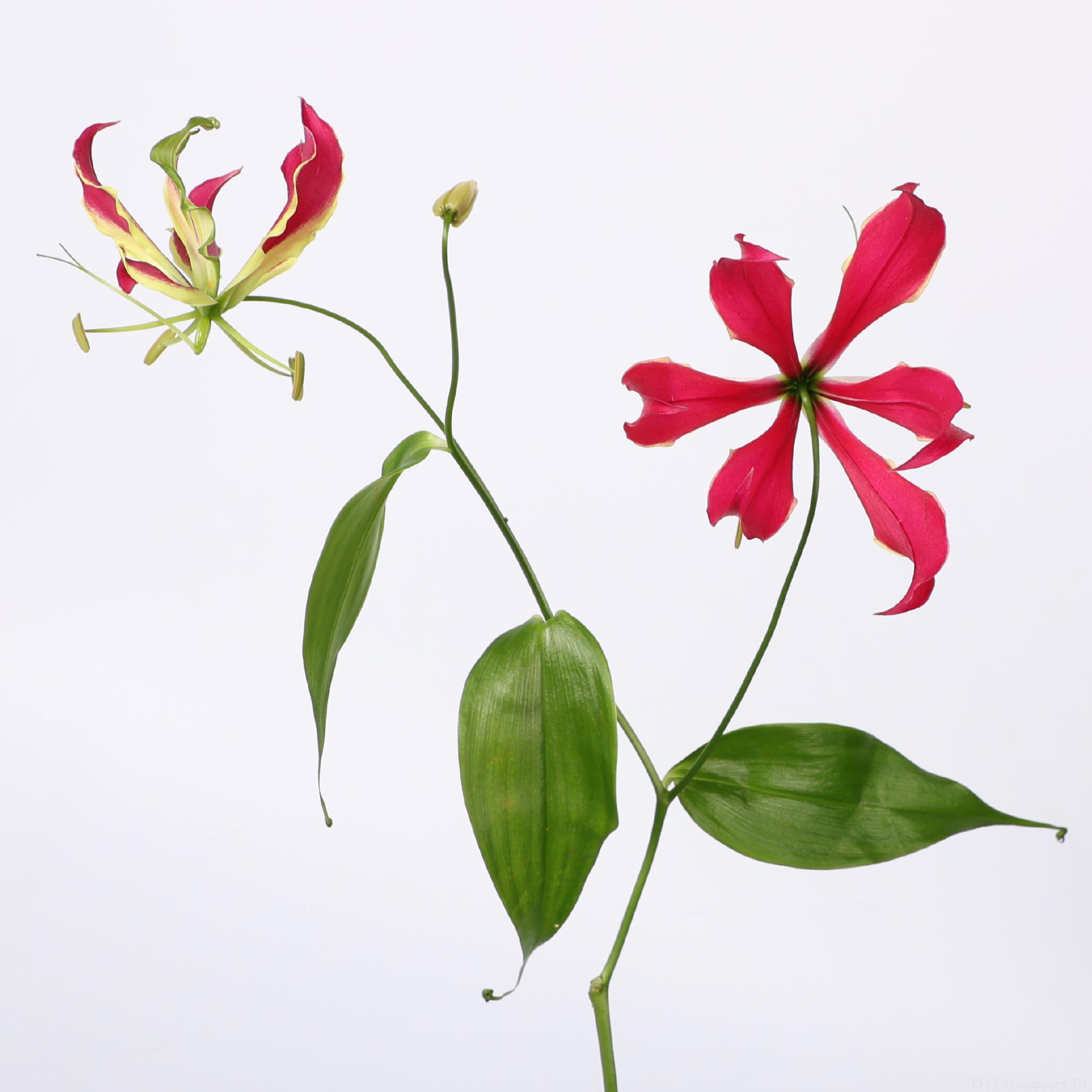 10x Gloriosa rothschildiana 10cm