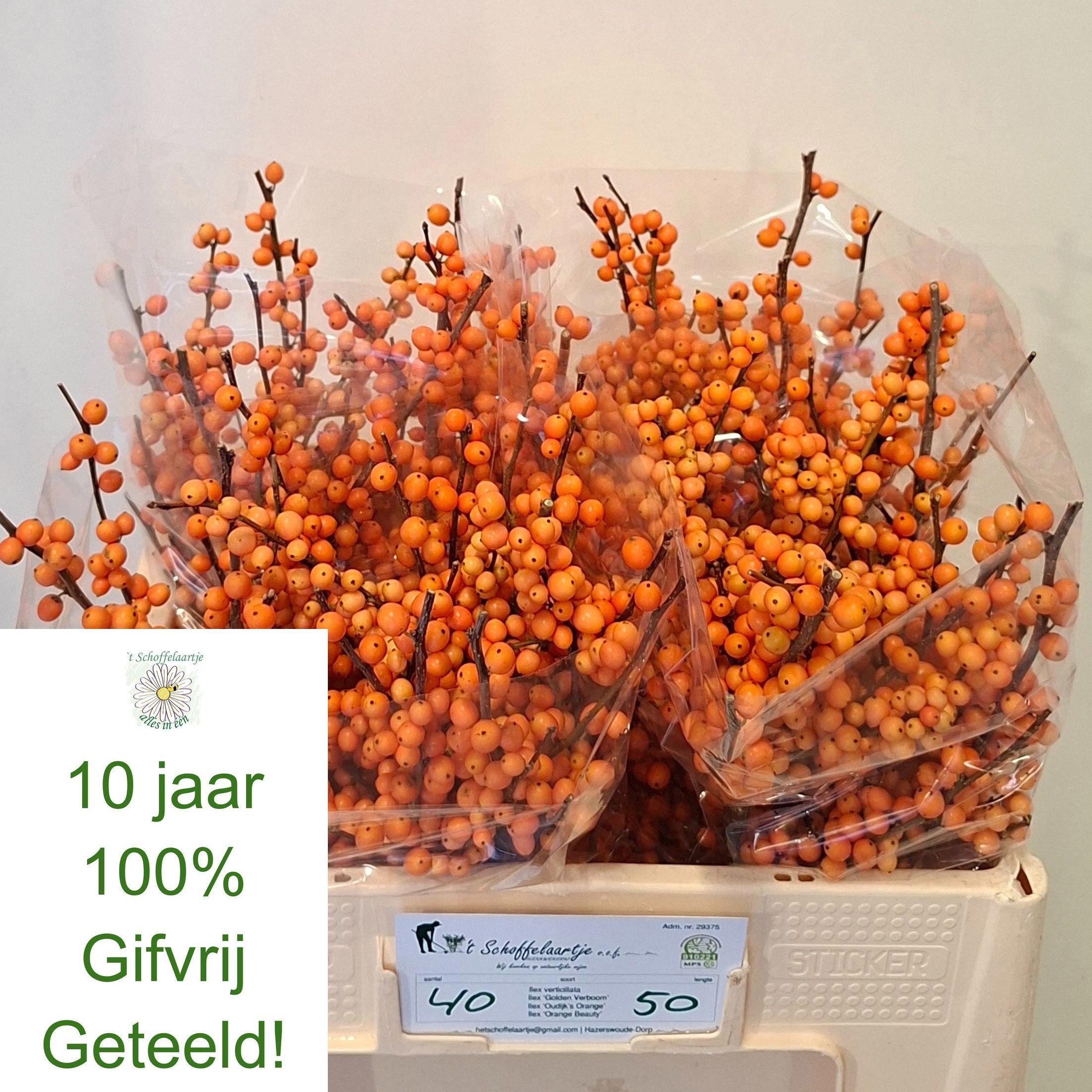 10x Ilex orange beauty 50cm