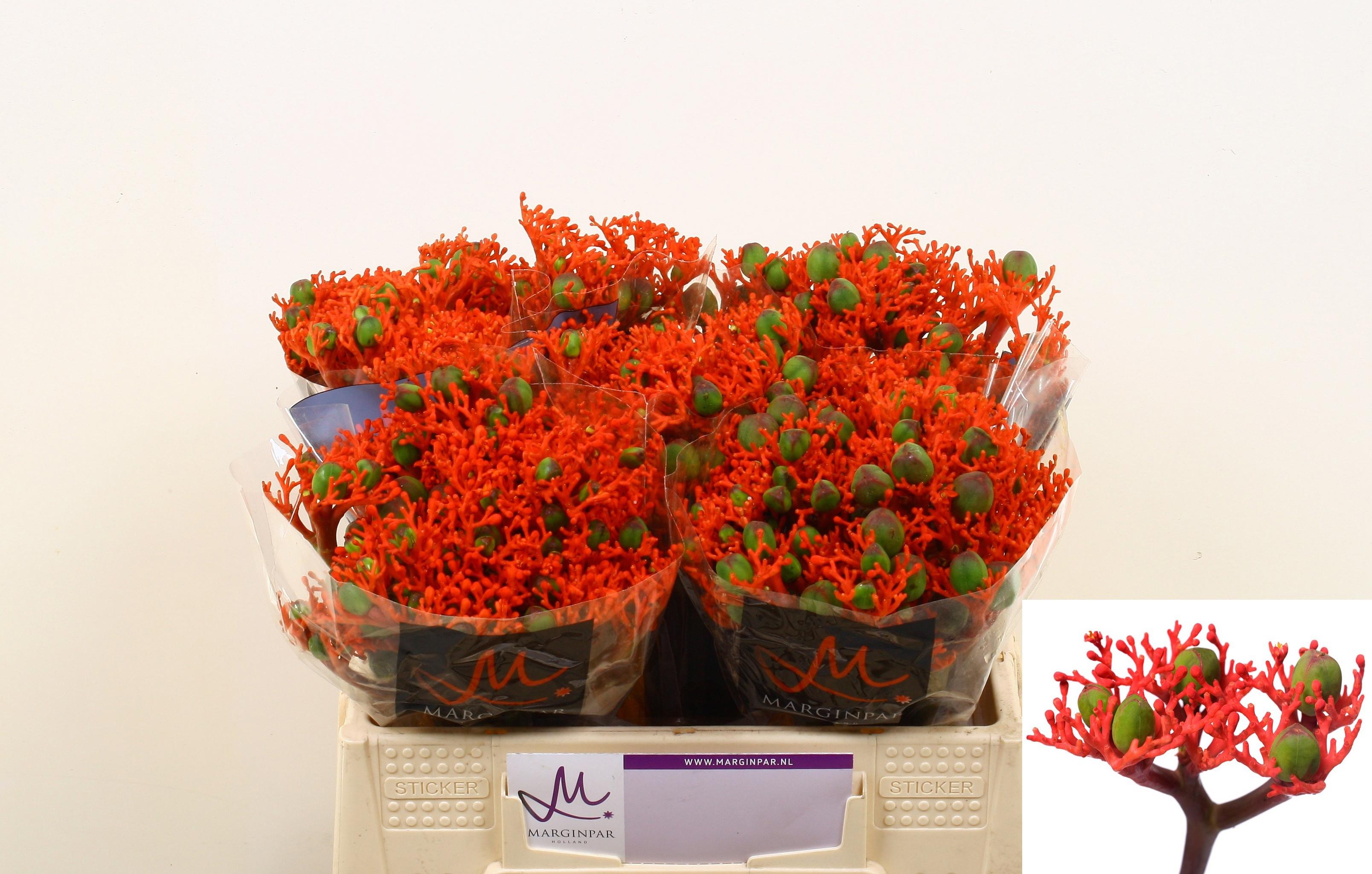 10x Jatropha firecracker 30cm