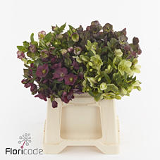 10x Helleborus mammoth mix 40cm