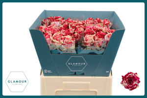 10x Rosa harlequin 60cm