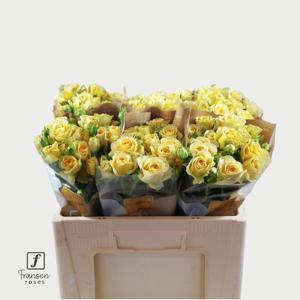 10x Rosa bandolero 50cm