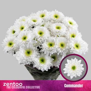 10x Chrysant commander 60cm