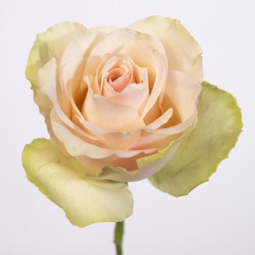 20x Rosa la belle 60cm