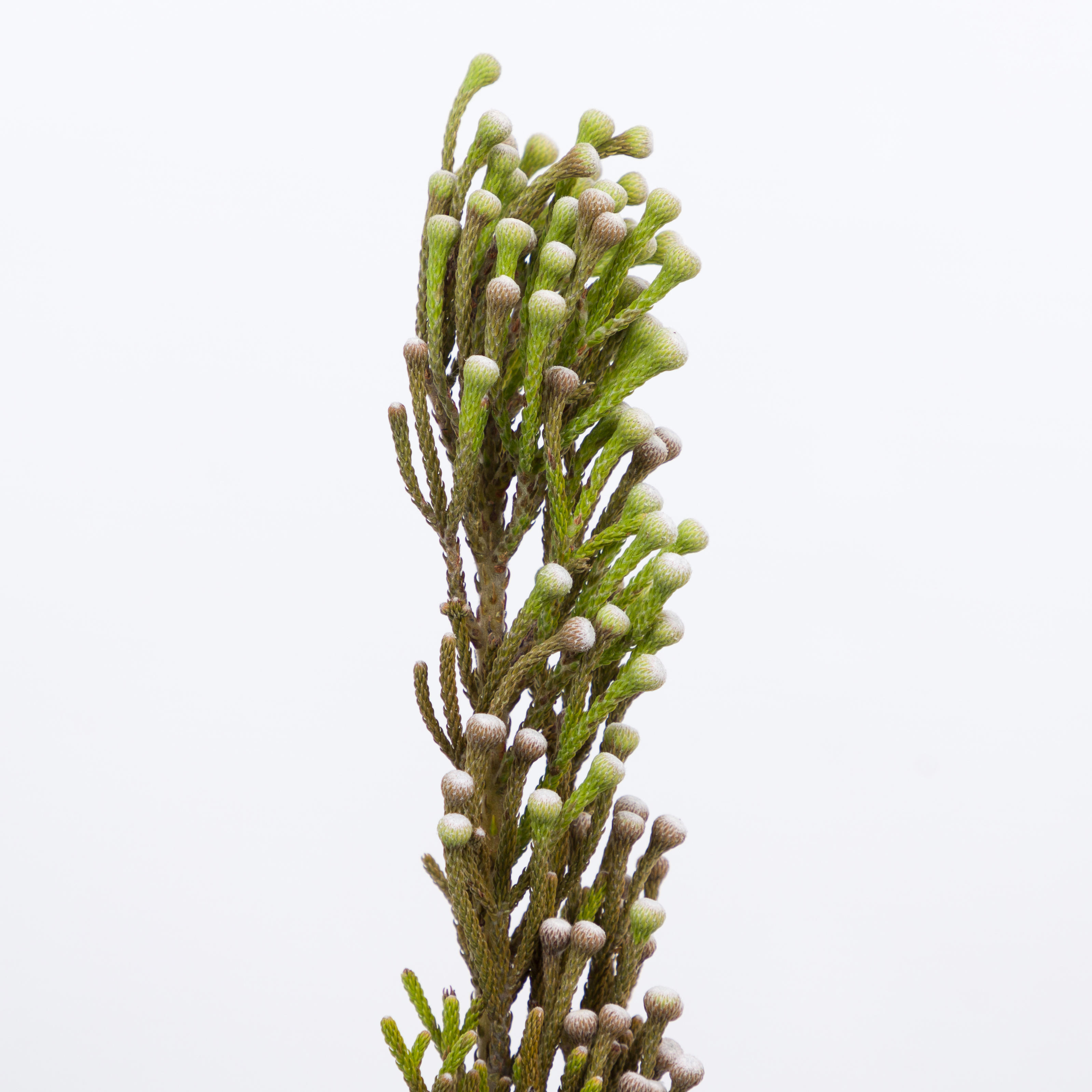 10x Pg brunia nodiflora 40cm