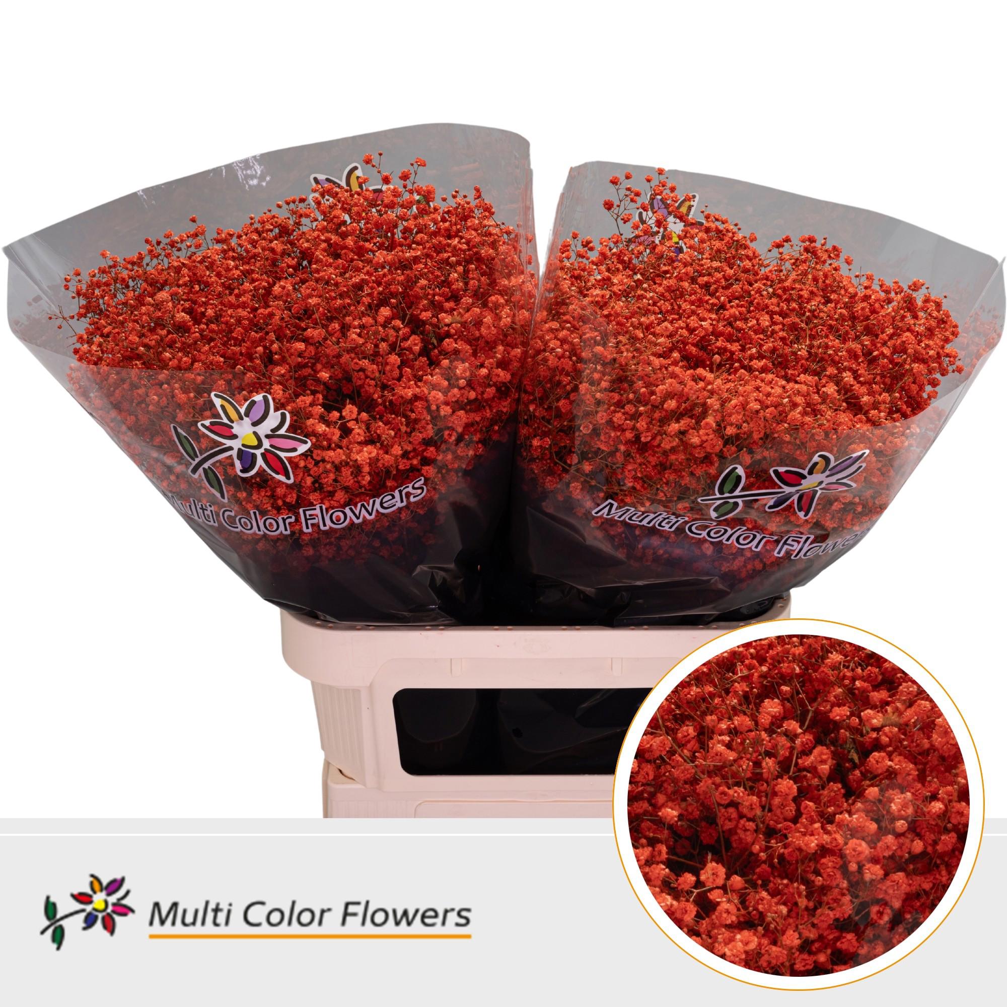 25x Gipskruid xlence oranje 80cm