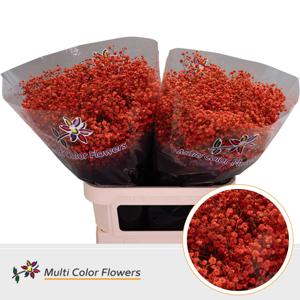 25x Gipskruid xlence oranje 80cm