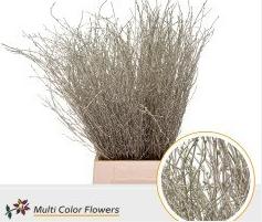 10x Tk betula platina 70cm