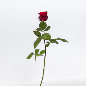 60x Rosa red naomi! 60cm