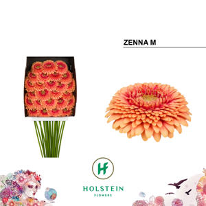 25x Germ.gerponi zenna m 70cm
