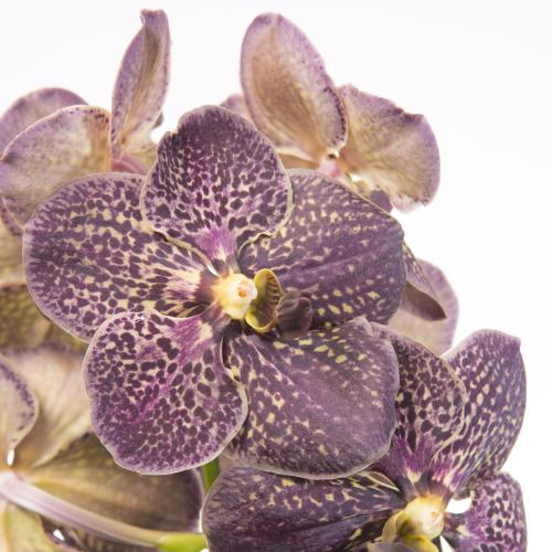 8x Vanda sun.chocolate brown 30cm