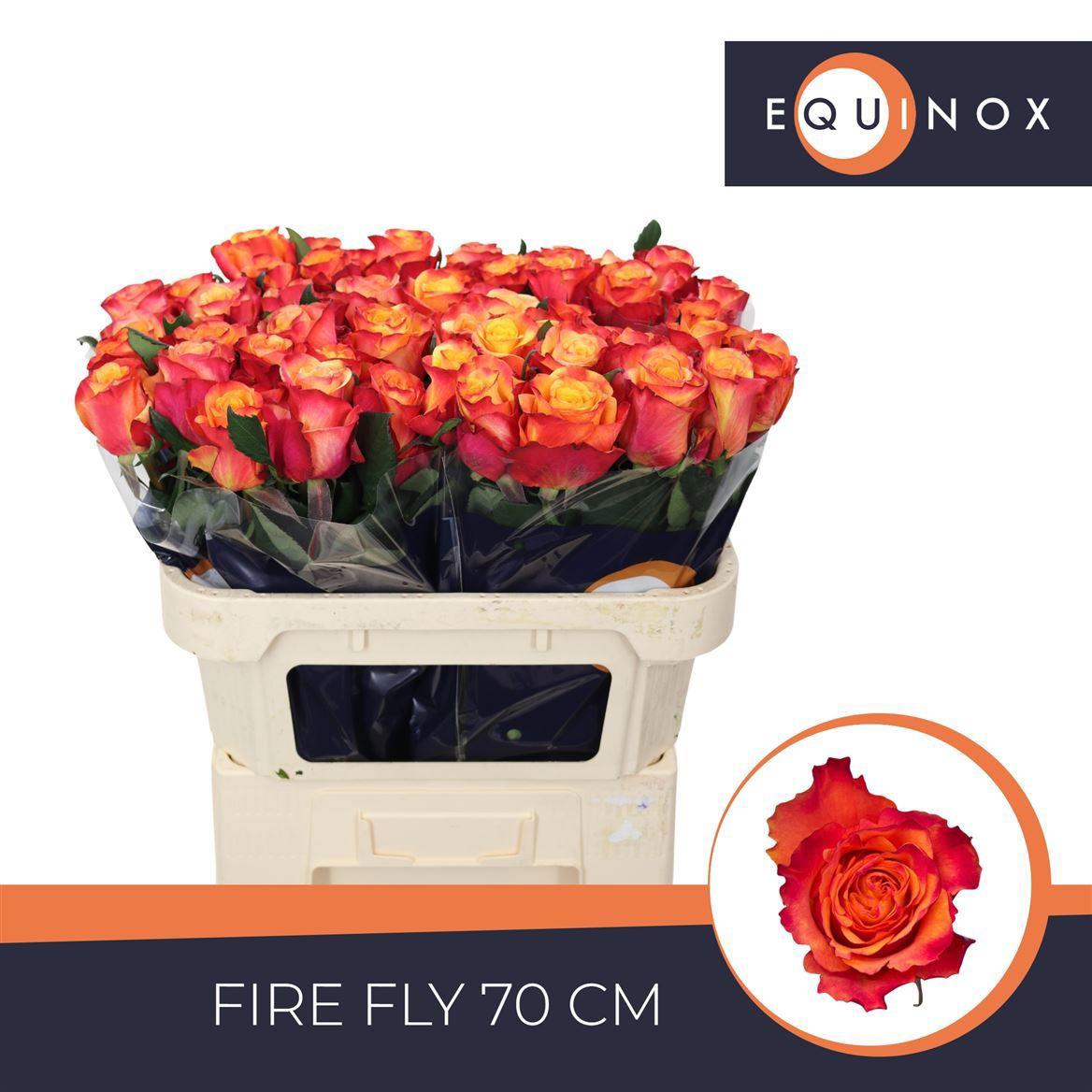 20x Rosa fire fly 70cm