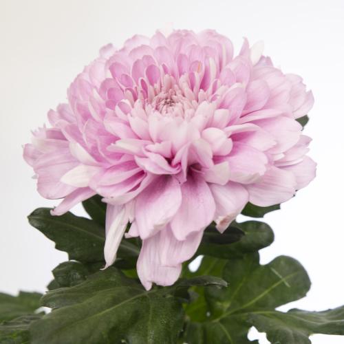 10x Chrysant kalimba 70cm