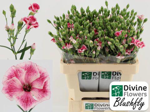 20x Dian.tr.solomio solandis blushfly 60cm