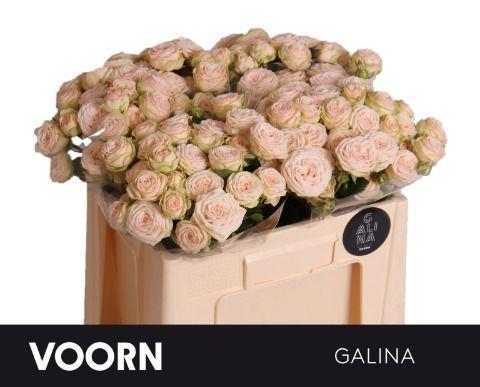 10x Rosa galina 50cm