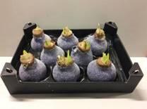 8x Dc wax hipp.paars glitter