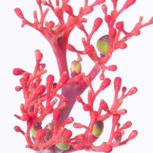 10x Jatropha firecracker 40cm