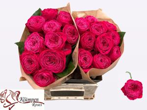 10x Rosa just more 40cm