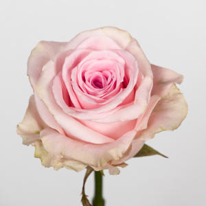 10x Rosa sweet dolomiti 40cm