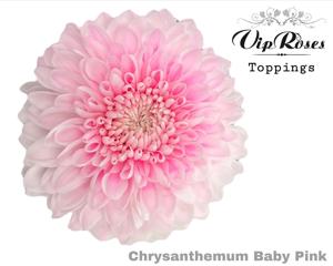 20x Chrysant magnum baby pink 70cm
