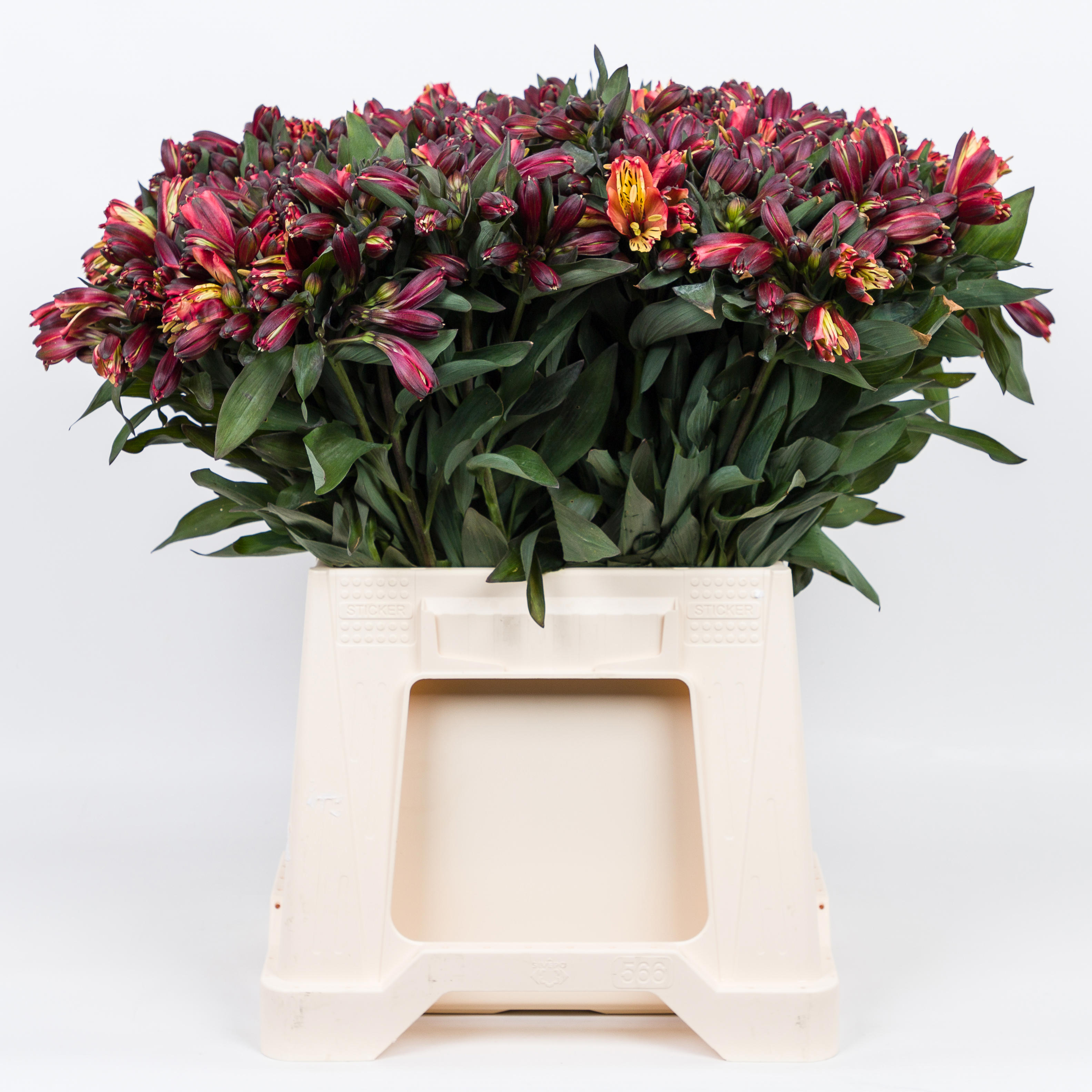 1x Alstroemeria - rood 40cm
