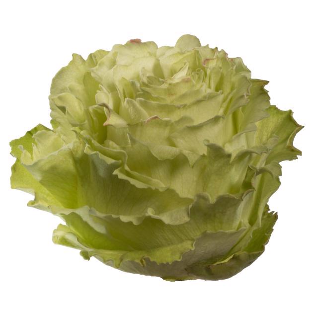 10x Rosa lemonade 50cm