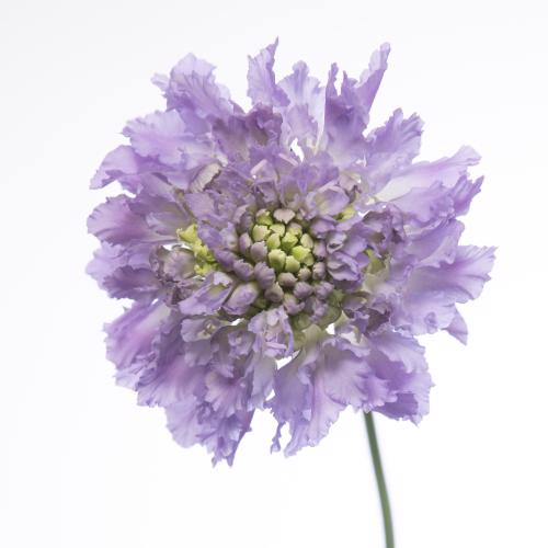 40x Scabiosa focal scoop lavender 50cm