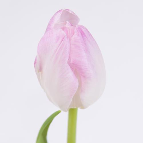 50x Tulipa first class en 30cm