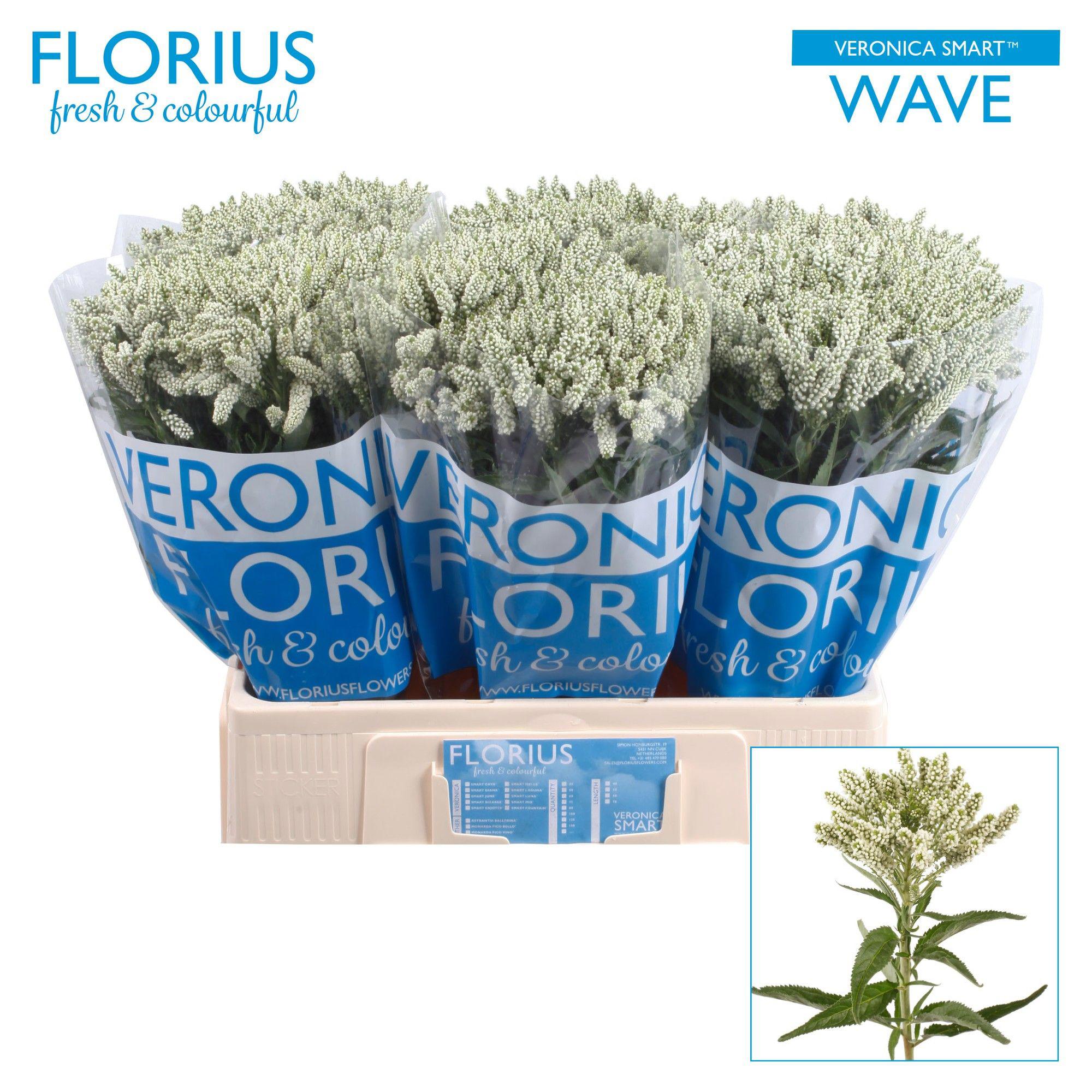 20x Veron.smart wave 60cm