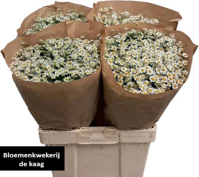 25x Tanac.single vegmo 60cm