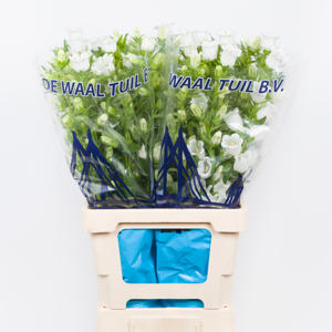 10x Camp.med.champ.white 70cm