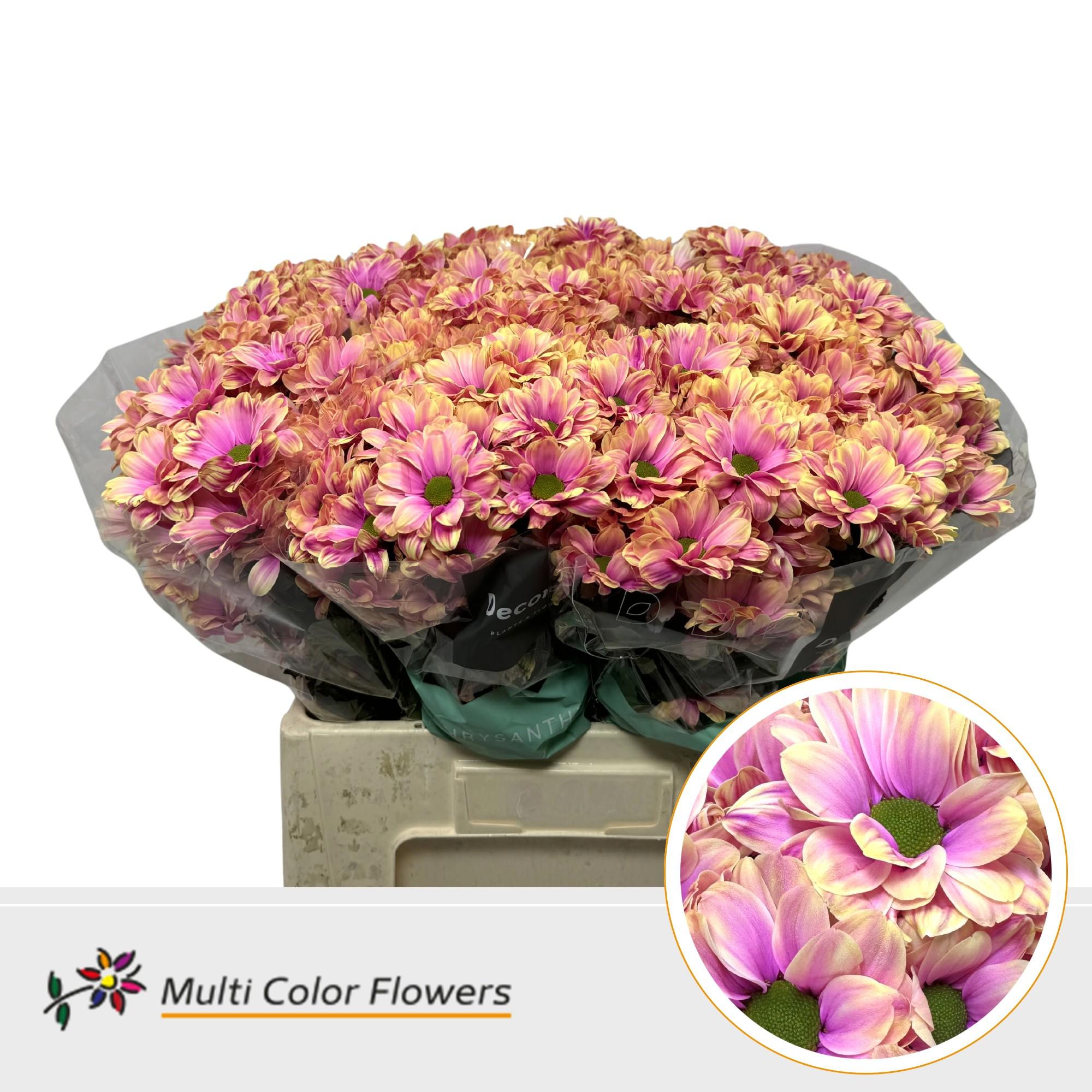 10x Chrysant overig 60cm
