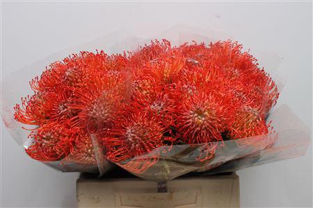 10x Leucos.succession 40cm