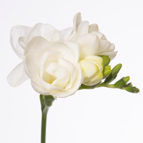 50x Freesia essence du 50cm